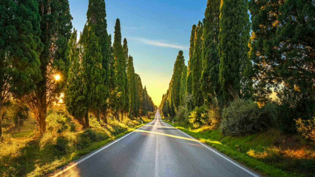 Strada fra gli alberi - Articolo 3